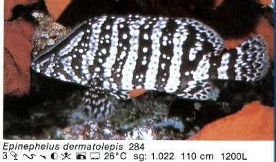 Epinephelus dermatolepis